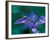 Blue Flag with Caddis Fly Exoskeleton, Androscoggin River, 13 Mile Woods-Jerry & Marcy Monkman-Framed Photographic Print