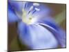 Blue Flax II-Jonathan Nourock-Mounted Photographic Print