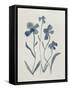 Blue Florals II-Pamela Munger-Framed Stretched Canvas