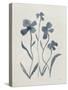 Blue Florals II-Pamela Munger-Stretched Canvas