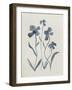 Blue Florals II-Pamela Munger-Framed Art Print