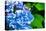 Blue Flower of Hydrangeaceae-motorolka-Stretched Canvas