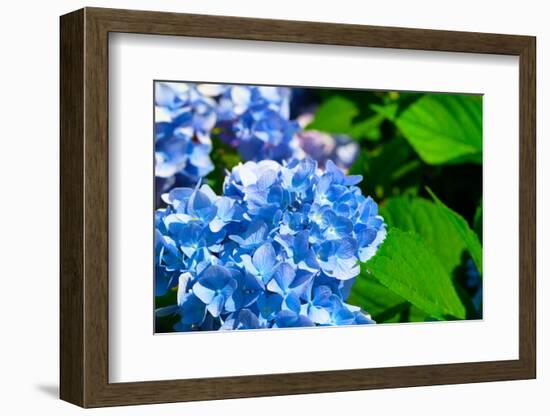 Blue Flower of Hydrangeaceae-motorolka-Framed Photographic Print