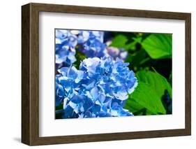 Blue Flower of Hydrangeaceae-motorolka-Framed Photographic Print