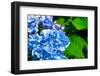 Blue Flower of Hydrangeaceae-motorolka-Framed Photographic Print