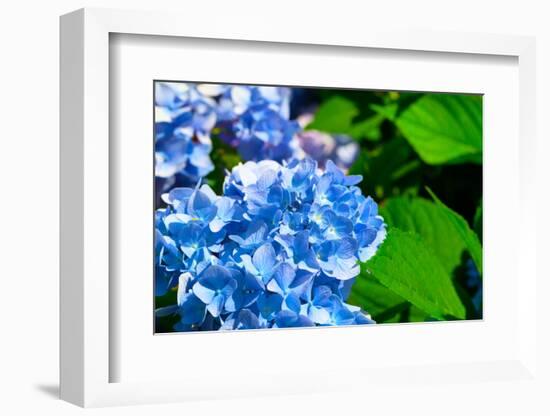 Blue Flower of Hydrangeaceae-motorolka-Framed Photographic Print