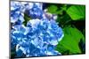 Blue Flower of Hydrangeaceae-motorolka-Mounted Photographic Print