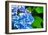 Blue Flower of Hydrangeaceae-motorolka-Framed Photographic Print