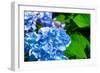 Blue Flower of Hydrangeaceae-motorolka-Framed Photographic Print