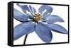 Blue Flower on White 2-Tom Quartermaine-Framed Stretched Canvas