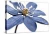 Blue Flower on White 2-Tom Quartermaine-Stretched Canvas