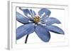 Blue Flower on White 2-Tom Quartermaine-Framed Giclee Print