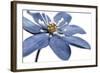 Blue Flower on White 2-Tom Quartermaine-Framed Giclee Print