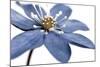 Blue Flower on White 2-Tom Quartermaine-Mounted Giclee Print