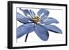 Blue Flower on White 2-Tom Quartermaine-Framed Giclee Print