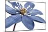 Blue Flower on White 2-Tom Quartermaine-Mounted Giclee Print