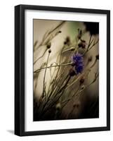 Blue Flower with Blurred Background-Clive Nolan-Framed Photographic Print