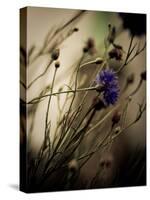 Blue Flower with Blurred Background-Clive Nolan-Stretched Canvas