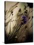 Blue Flower with Blurred Background-Clive Nolan-Stretched Canvas