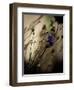 Blue Flower with Blurred Background-Clive Nolan-Framed Premium Photographic Print