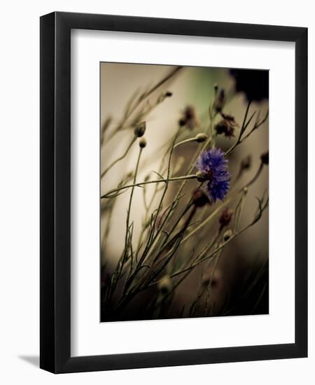Blue Flower with Blurred Background-Clive Nolan-Framed Premium Photographic Print
