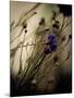 Blue Flower with Blurred Background-Clive Nolan-Mounted Photographic Print