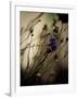 Blue Flower with Blurred Background-Clive Nolan-Framed Photographic Print