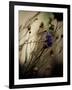 Blue Flower with Blurred Background-Clive Nolan-Framed Photographic Print