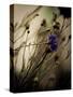 Blue Flower with Blurred Background-Clive Nolan-Stretched Canvas