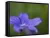 Blue Flower with Dew Drops, Brookside Gardens, Wheaton, Maryland, USA-Corey Hilz-Framed Stretched Canvas