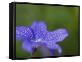 Blue Flower with Dew Drops, Brookside Gardens, Wheaton, Maryland, USA-Corey Hilz-Framed Stretched Canvas