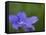 Blue Flower with Dew Drops, Brookside Gardens, Wheaton, Maryland, USA-Corey Hilz-Framed Stretched Canvas