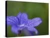 Blue Flower with Dew Drops, Brookside Gardens, Wheaton, Maryland, USA-Corey Hilz-Stretched Canvas