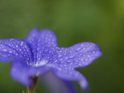 https://imgc.allpostersimages.com/img/posters/blue-flower-with-dew-drops-brookside-gardens-wheaton-maryland-usa_u-L-P85I6O0.jpg?artPerspective=n