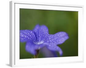 Blue Flower with Dew Drops, Brookside Gardens, Wheaton, Maryland, USA-Corey Hilz-Framed Photographic Print