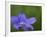 Blue Flower with Dew Drops, Brookside Gardens, Wheaton, Maryland, USA-Corey Hilz-Framed Photographic Print