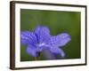 Blue Flower with Dew Drops, Brookside Gardens, Wheaton, Maryland, USA-Corey Hilz-Framed Photographic Print