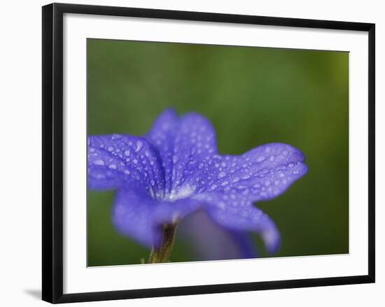 Blue Flower with Dew Drops, Brookside Gardens, Wheaton, Maryland, USA-Corey Hilz-Framed Photographic Print