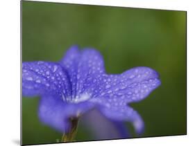 Blue Flower with Dew Drops, Brookside Gardens, Wheaton, Maryland, USA-Corey Hilz-Mounted Photographic Print