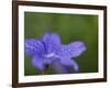 Blue Flower with Dew Drops, Brookside Gardens, Wheaton, Maryland, USA-Corey Hilz-Framed Photographic Print