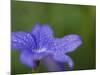 Blue Flower with Dew Drops, Brookside Gardens, Wheaton, Maryland, USA-Corey Hilz-Mounted Photographic Print