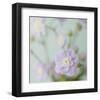 Blue Flower-Judy Stalus-Framed Art Print