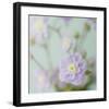 Blue Flower-Judy Stalus-Framed Art Print