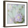 Blue Flower-Judy Stalus-Framed Art Print