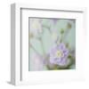 Blue Flower-Judy Stalus-Framed Art Print