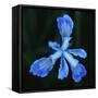 Blue Flower-Micha Pawlitzki-Framed Stretched Canvas