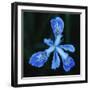Blue Flower-Micha Pawlitzki-Framed Photographic Print
