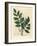 Blue Flowered Common Liquorice, Glycyrrhiza Glabra-James Sowerby-Framed Giclee Print