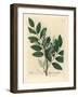 Blue Flowered Common Liquorice, Glycyrrhiza Glabra-James Sowerby-Framed Giclee Print