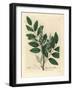 Blue Flowered Common Liquorice, Glycyrrhiza Glabra-James Sowerby-Framed Giclee Print